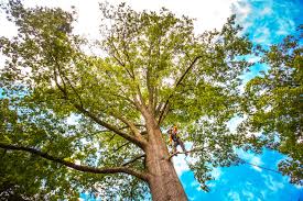 How Our Tree Care Process Works  in  Pupukea, HI