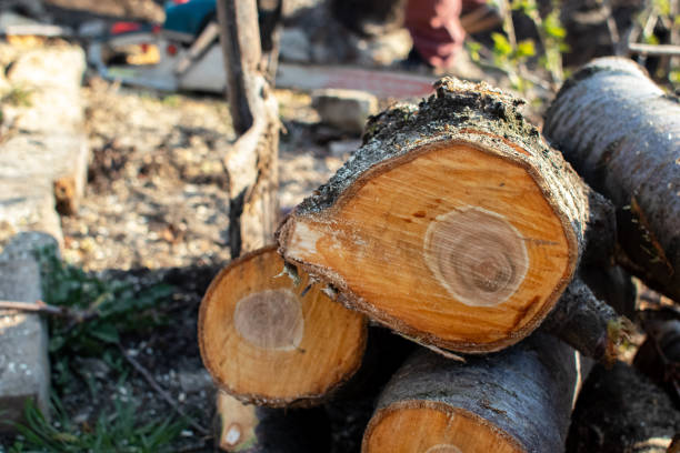 Reliable Pupukea, HI Tree Care Solutions